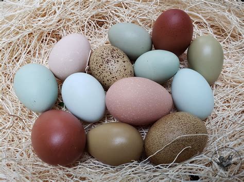 brahma chicken hatching eggs